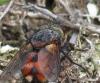 Peleteria rubescens